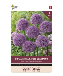 Allium Gladiato