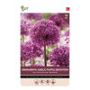 Buzzy® Bulbs Allium Purple Sensation 10/12 10 pcs.