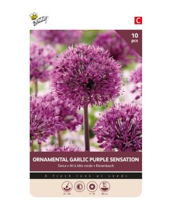 Buzzy® Bulbs Allium Purple Sensation 10/12 10 pcs.