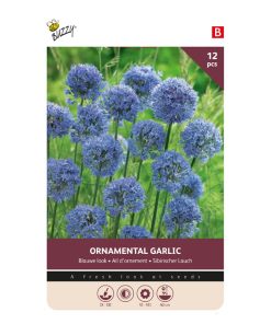 875013-Buzzy Bulbs Allium Caeruleum