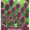 Allium Sphaerocephalum