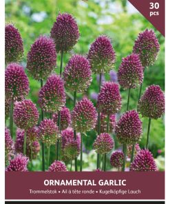 Allium Sphaerocephalum