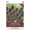 Buzzy Bulbs Allium Sphaerocephalum
