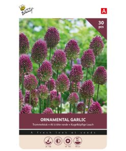 Buzzy Bulbs Allium Sphaerocephalum