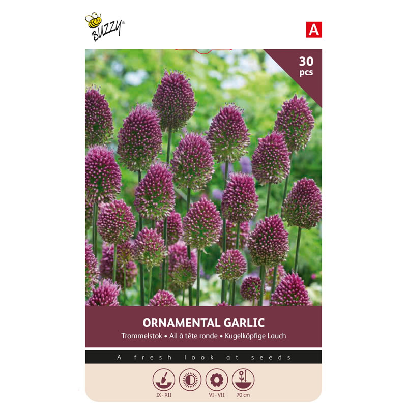 Buzzy Bulbs Allium Sphaerocephalum