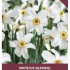 Daffodil Recurvus