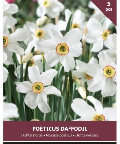 Daffodil Recurvus