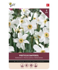 875022- Bulbs Daffodil Recurvus