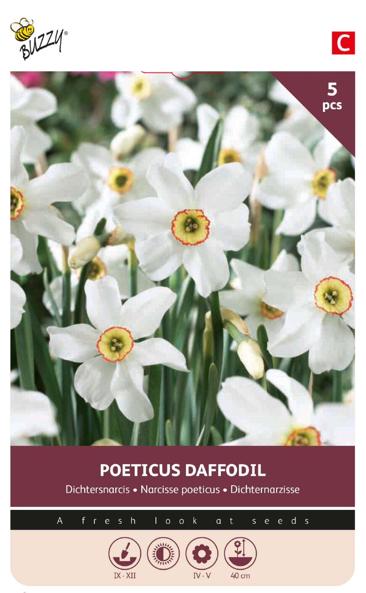 Daffodil Recurvus