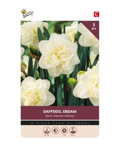 875024-Buzzy® Bulbs Daffodil Obdam