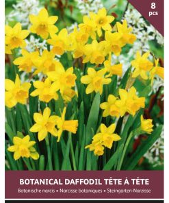 Buzzy Bulbs Daffodil Tete a Tete 10/11 – 8 Bulbs