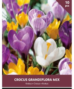 Buzzy Bulbs Crocus Grandiflora mixed 8/9 – 10 Bulbs