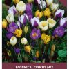 Crocus Botanical