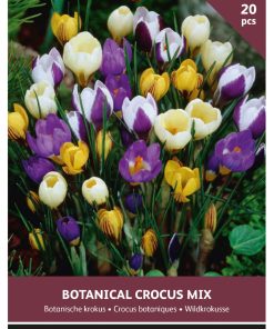 Crocus Botanical
