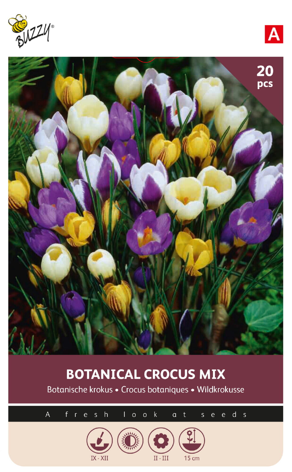 Crocus Botanical