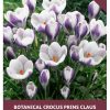 Crocus Prins Claus
