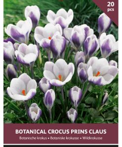 Crocus Prins Claus