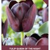 Tulip Queen of Night