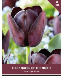 Tulip Queen of Night