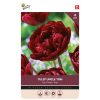 Tulip Uncle Tom