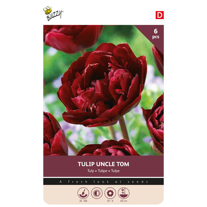 Tulip Uncle Tom