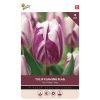 875044- Buzzy Bulbs Tulip Flaming Flag