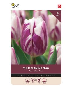 875044- Buzzy Bulbs Tulip Flaming Flag