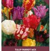 Parrot Tulip