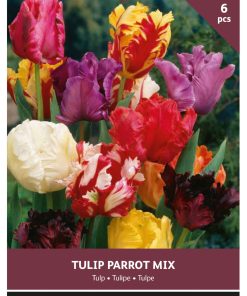 Parrot Tulip