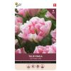 Tulip Finola