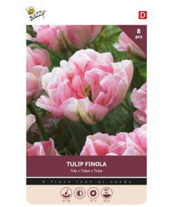 Tulip Finola
