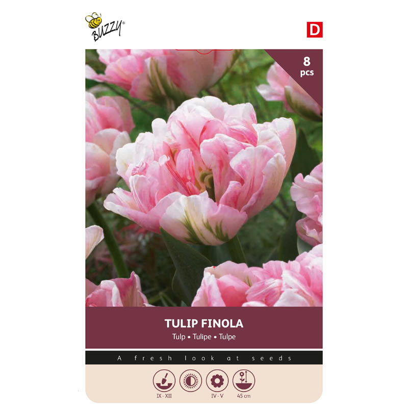 Tulip Finola