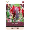 Buzzy Bulbs Tulip Rococo