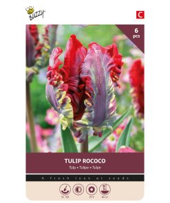 Buzzy Bulbs Tulip Rococo