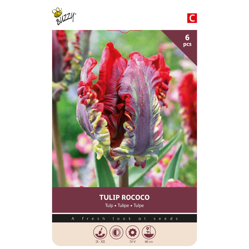 Buzzy Bulbs Tulip Rococo