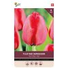 875048- Buzzyy Bulbs Tulip Red Impression