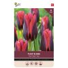Tulip Slawa