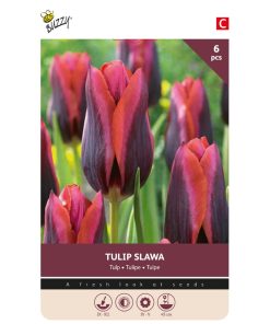 Tulip Slawa