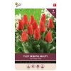 875050- Buzzy® Bulbs Tulip Oriental Beauty 11-12 8pcs.