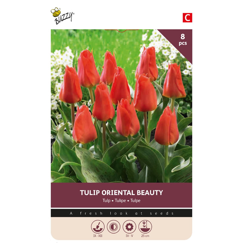 875050- Buzzy® Bulbs Tulip Oriental Beauty 11-12 8pcs.