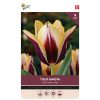 Bulbs Tulip Gavota