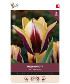 Bulbs Tulip Gavota