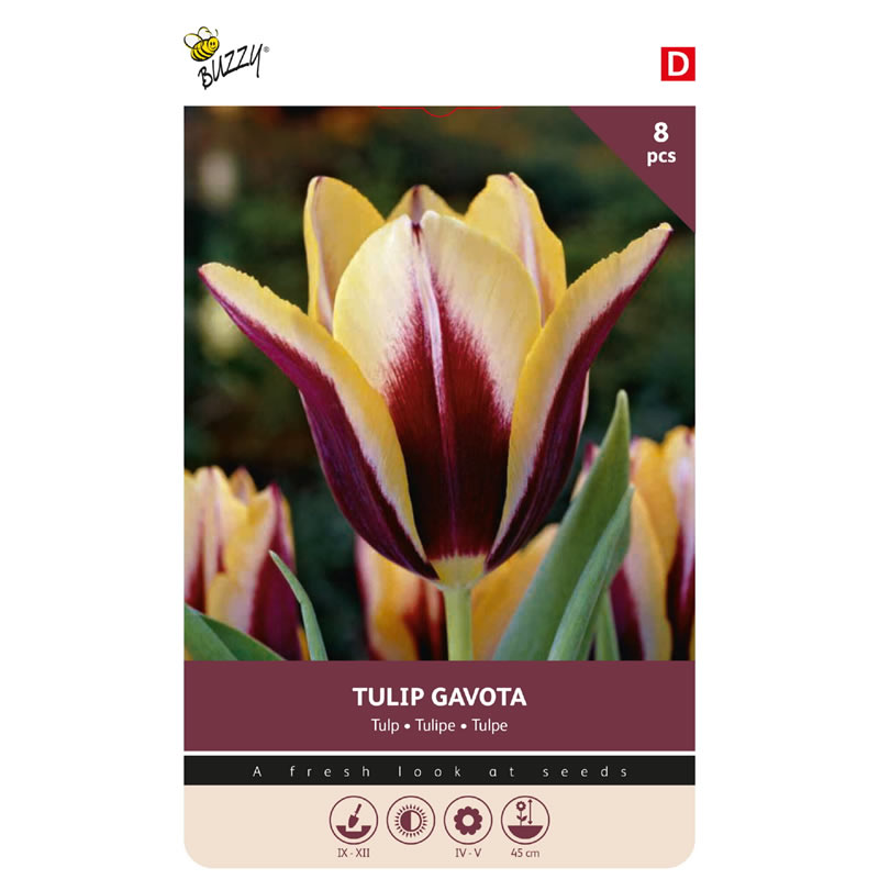 Bulbs Tulip Gavota