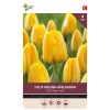 Tulip Golden Apeldoorn
