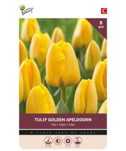 Tulip Golden Apeldoorn