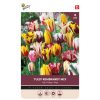 Bulbs Tulip Rembrandt mix