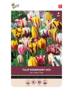 Bulbs Tulip Rembrandt mix