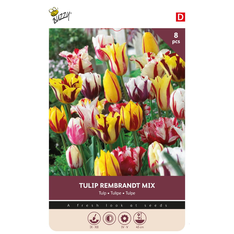 Bulbs Tulip Rembrandt mix