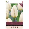 875054- Buzzy Bulbs Tulip White Flag 11-12 – 8 Bulbs