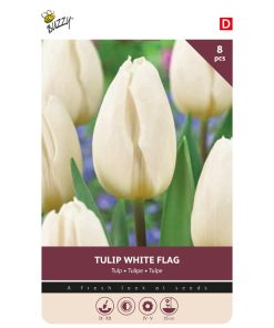 875054- Buzzy Bulbs Tulip White Flag 11-12 – 8 Bulbs